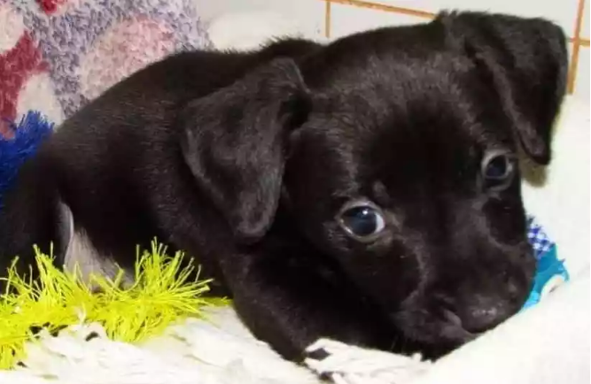 Isolamento no DF, suspende feiras de animais e deixa muitos bichinhos à espera de adoção