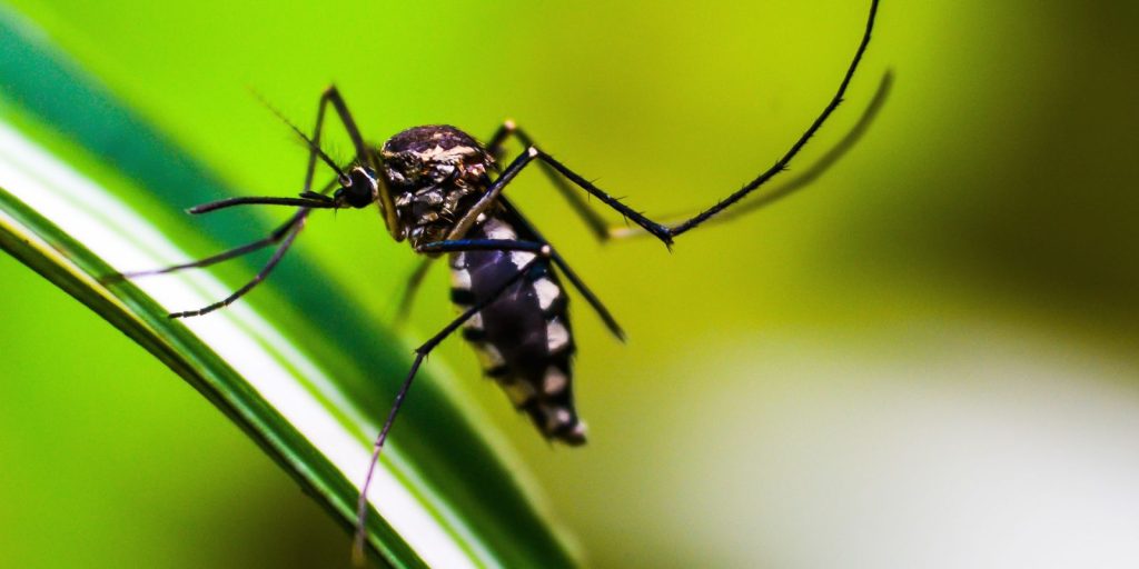 Ministério da Saúde convoca o Distrito Federal para Dia D contra a dengue