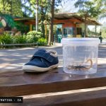 Sapato infantil ao lado de recipiente com escorpião em área do Zoológico de Brasília.