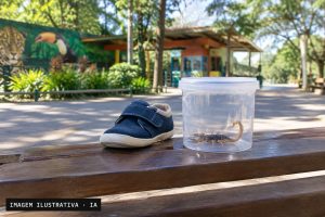 Sapato infantil ao lado de recipiente com escorpião em área do Zoológico de Brasília.