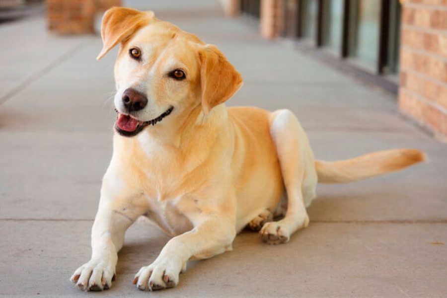 cachorro-sindrome-vestibular