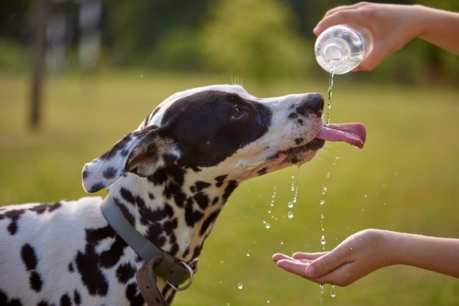 The,Dog,Drinks,Water,From,A,Plastic,Bottle.,Pet,Owner