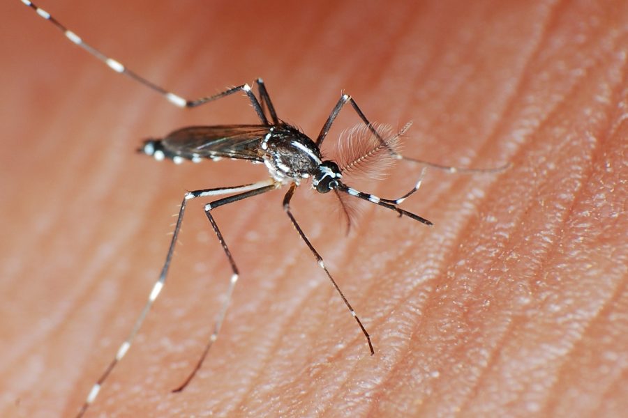 dengue-mosquito-picada-1669642027973_v2_1x1