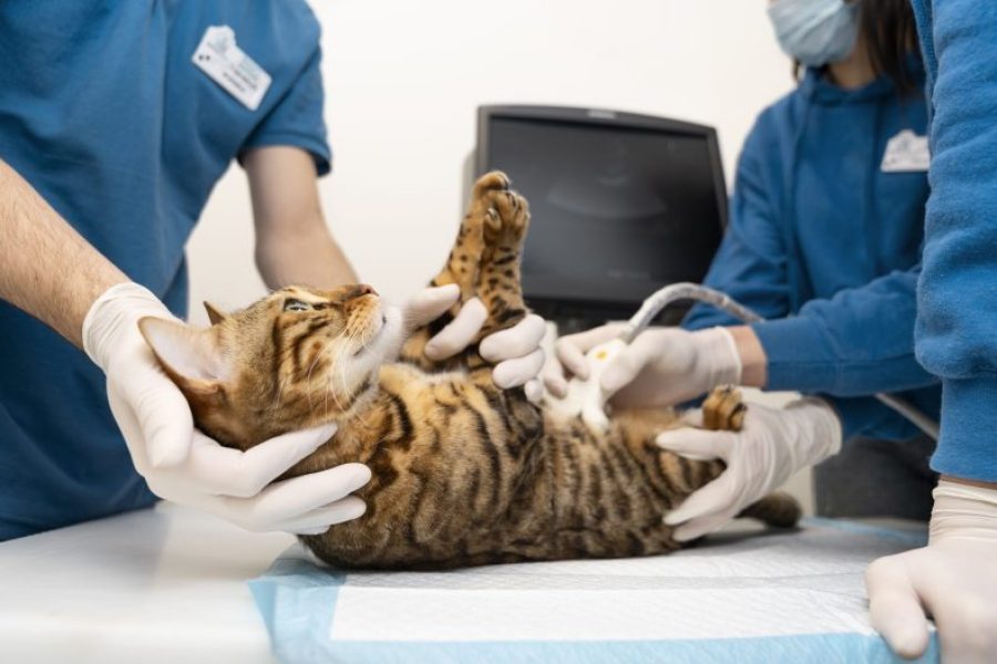 feche-o-medico-verificando-a-barriga-do-gato-scaled