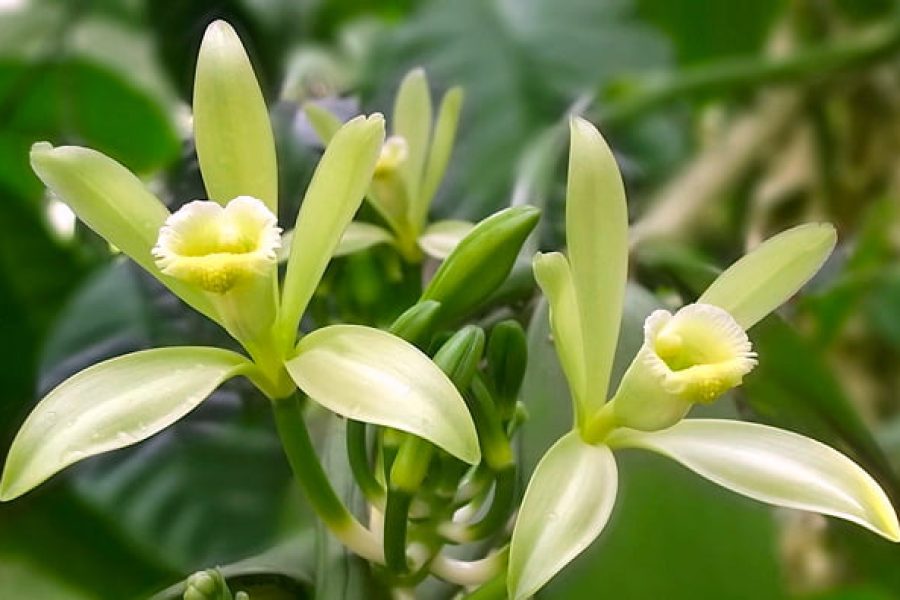 orquidea-vanilla-planifolia-1-4
